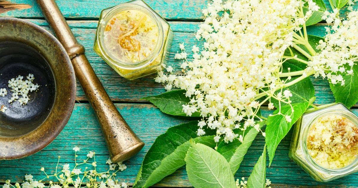 elderberry elderflower medicine