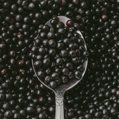 elderberry square