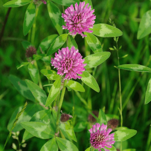 Lesson 6 Red Clover